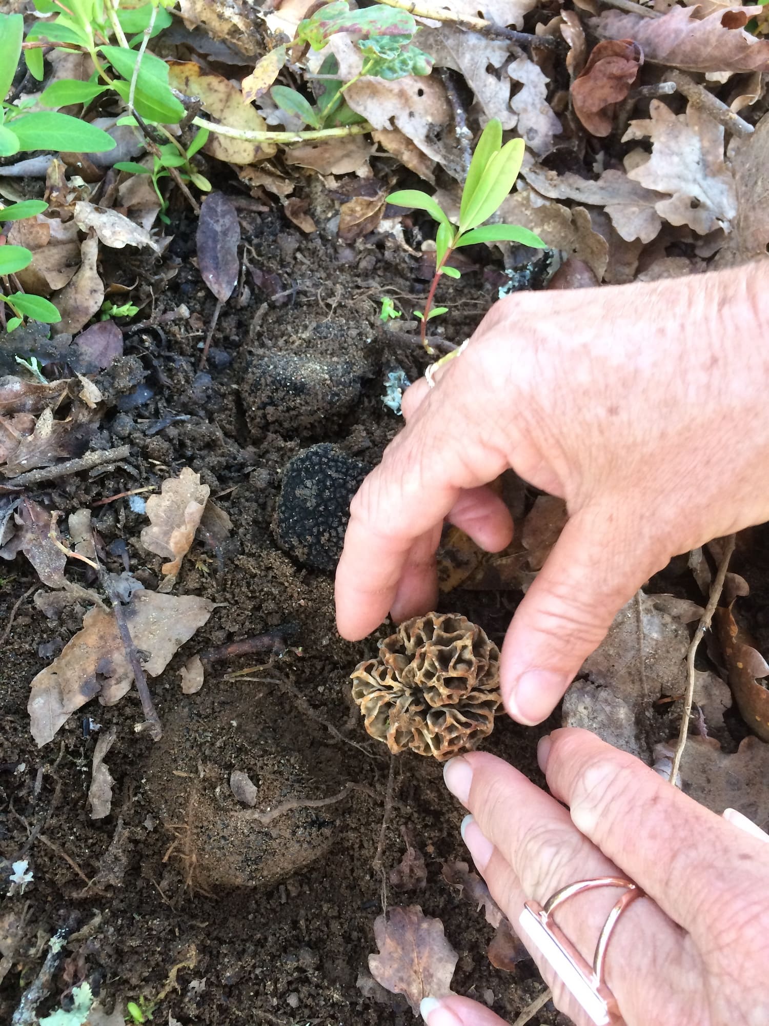 camping le daguet mushrooms activities dordogne
